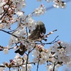 蜜の誘惑　②