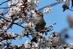 蜜の誘惑　①
