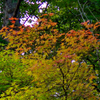 少し早い紅葉