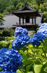 紫陽花と鐘突き堂