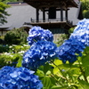 紫陽花と鐘突き堂