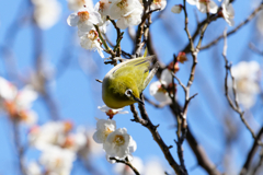 蜜に夢中！　④