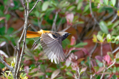 ジョビ男君の飛び出し