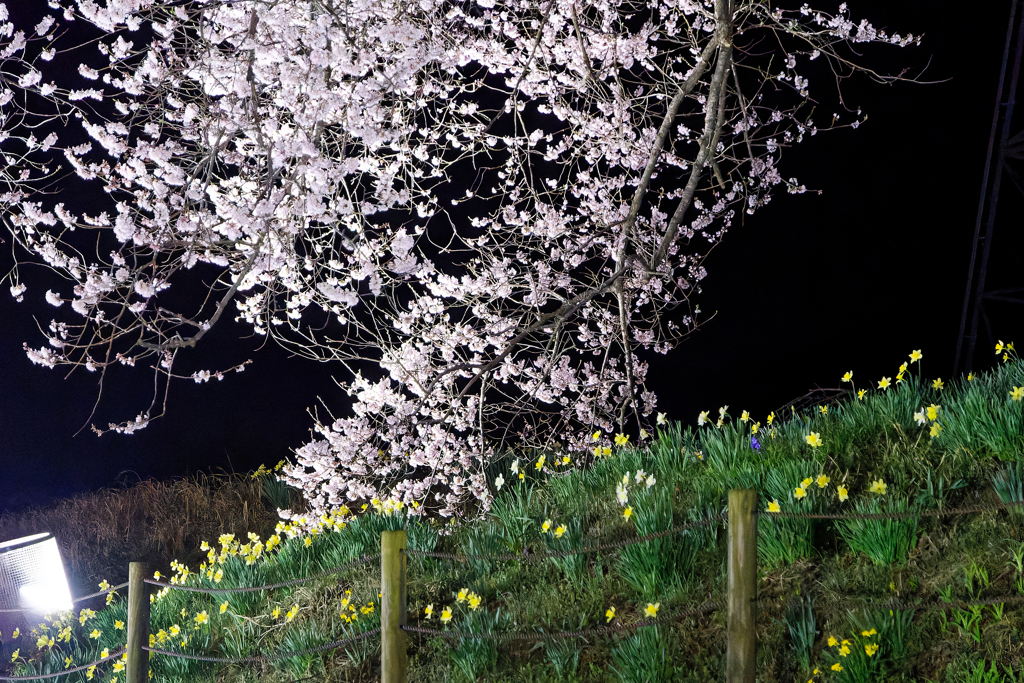 わに塚の桜　③