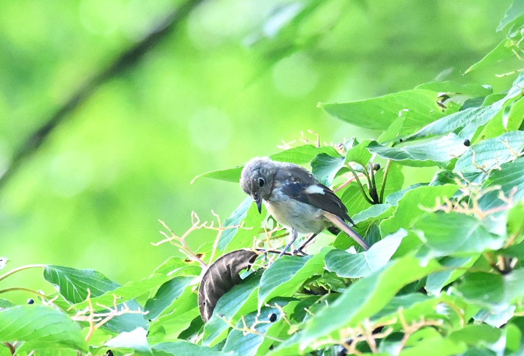 ジョビ幼鳥ちゃん④