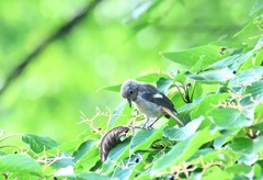 ジョビ幼鳥ちゃん④