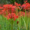 赤い花　②