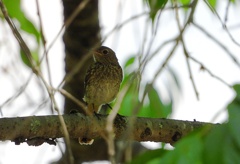 葉陰のジョビ幼鳥　①