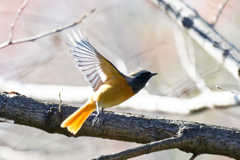 ジョビ君の飛び出し②