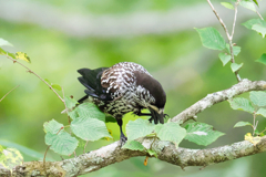 お山のホシガラス　①