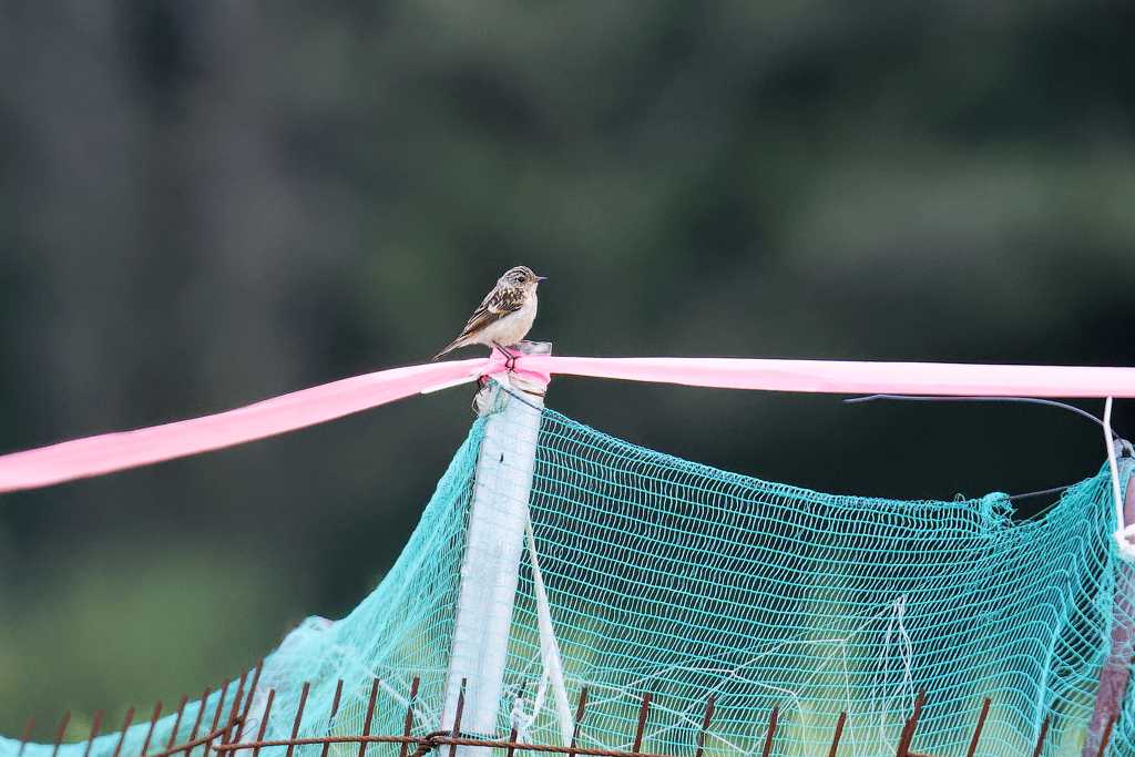 ノビタキ幼鳥　①