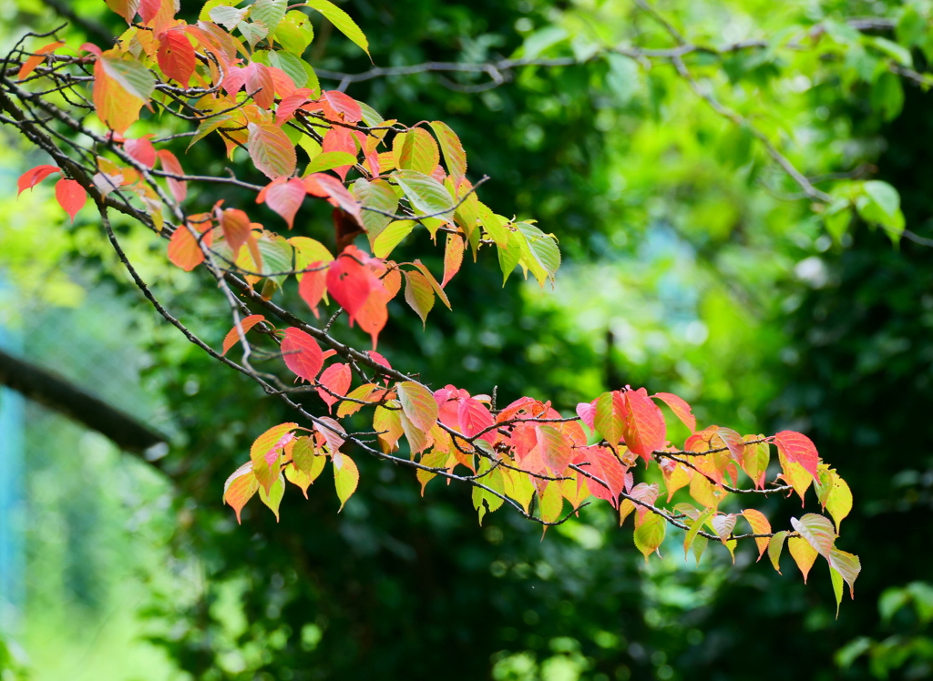 季節外れの紅葉
