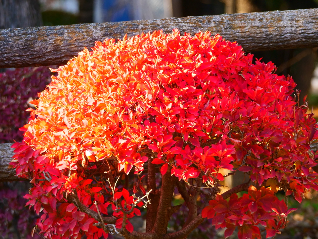 紅葉（植込み）