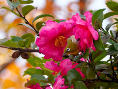 山茶花に・・・１