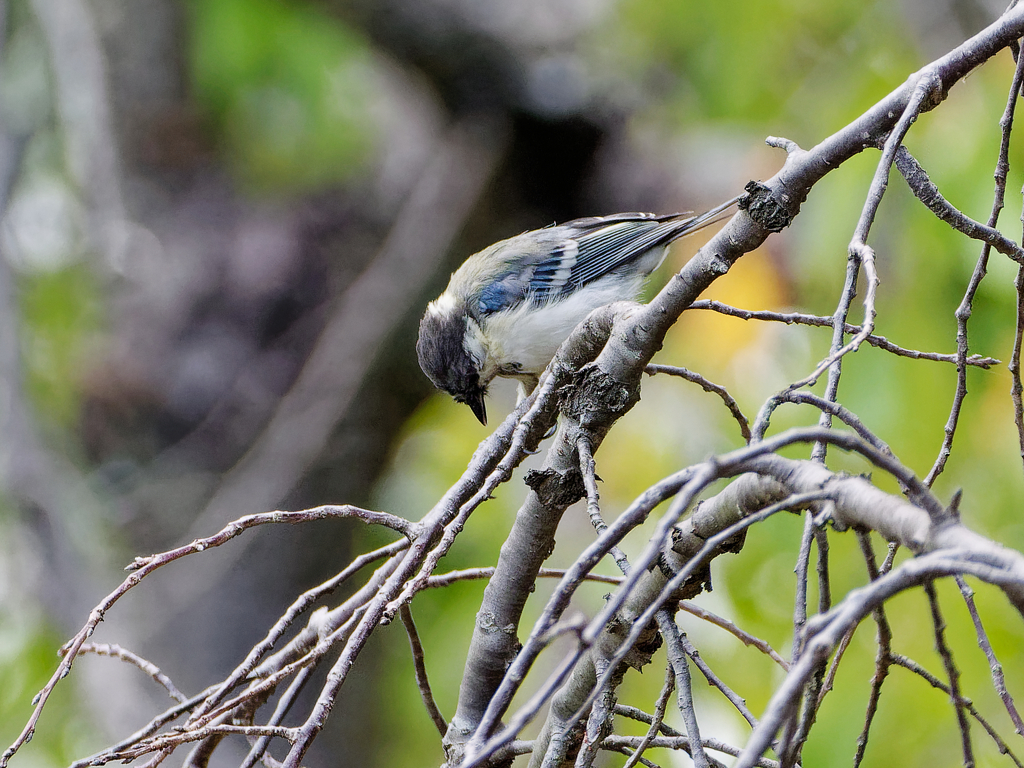 餌も持たずに・・・ガックシ！