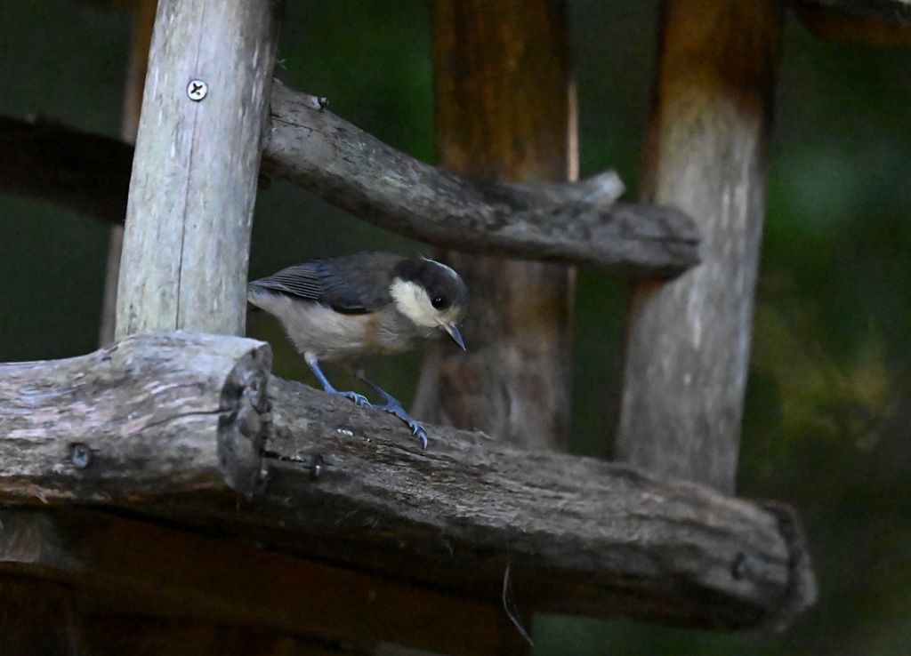 ヤマガラ幼鳥③