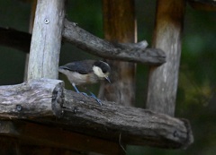 ヤマガラ幼鳥③