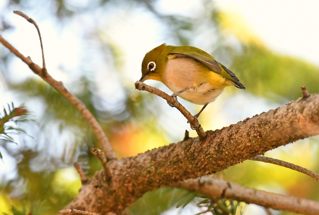 カワユイ・・・