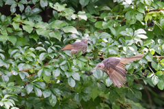 ヒヨドリ幼鳥　②