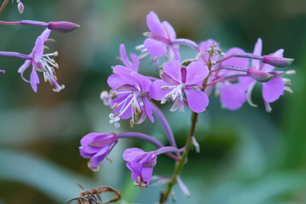 野辺山高原の花　③