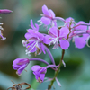 野辺山高原の花　③
