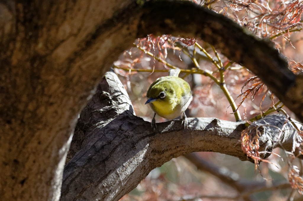 枝の向こうに・・・