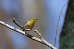 メジロ四態　③