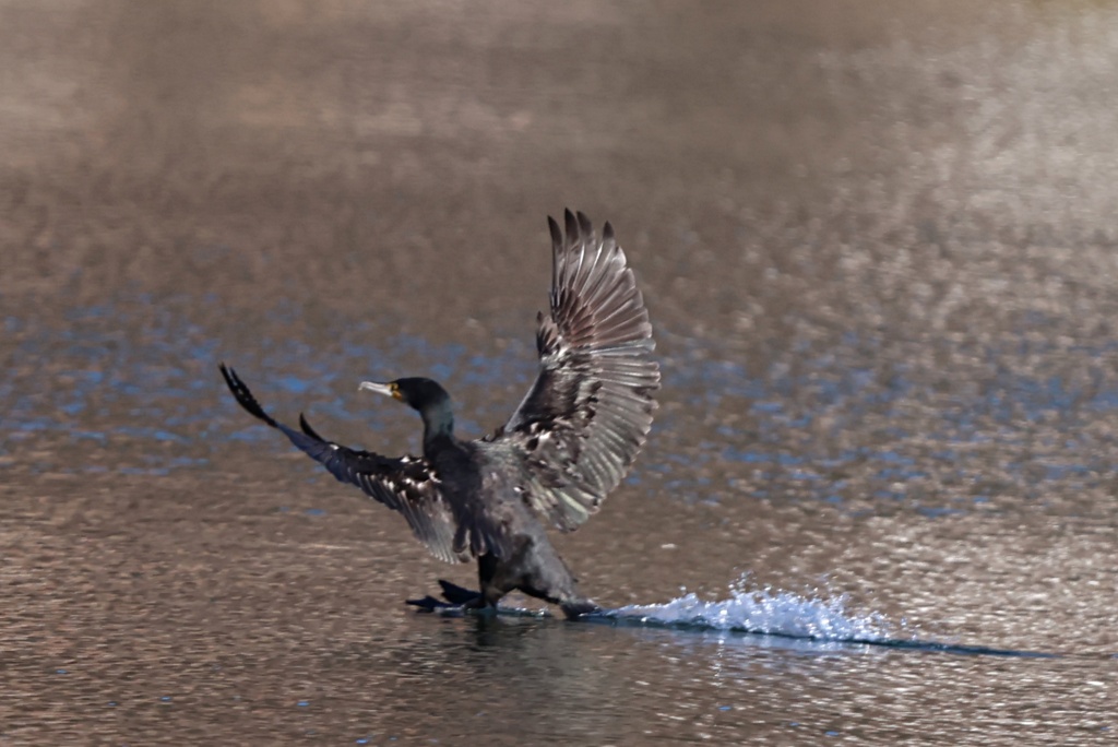 カワウの着水