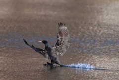 カワウの着水
