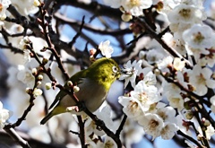 甲斐のウメジロー　①