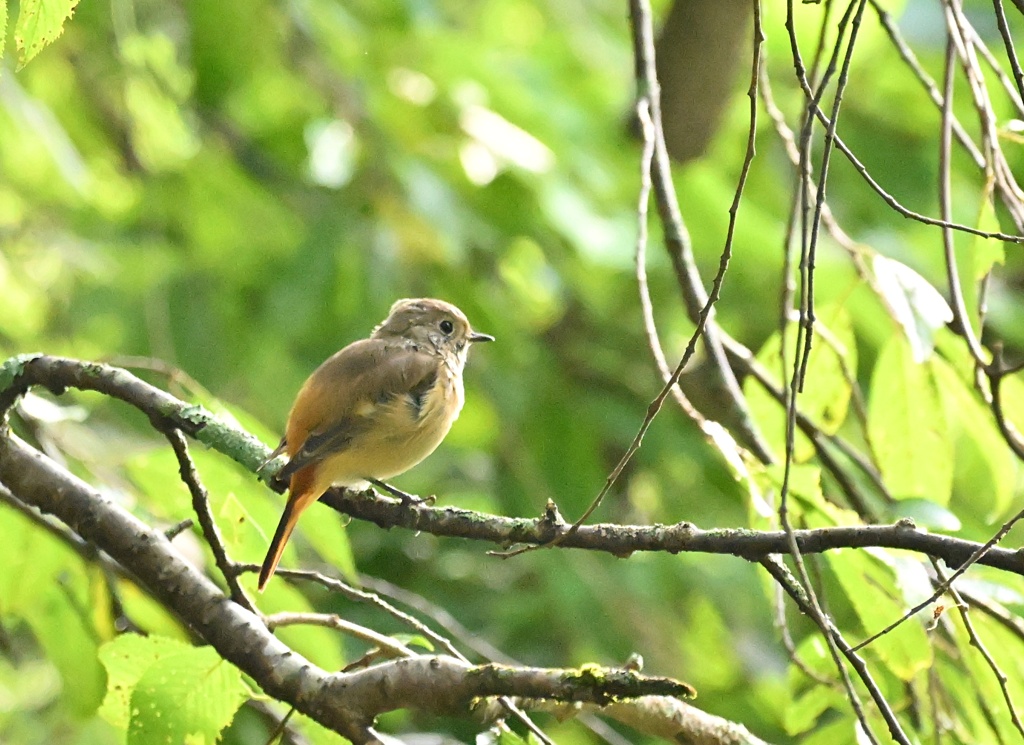 ジョビ幼鳥ちゃん③