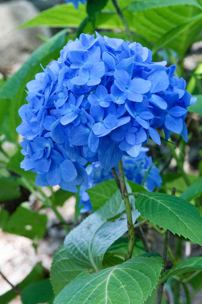 紫陽花　第二弾（ブルー）