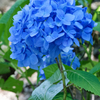 紫陽花　第二弾（ブルー）
