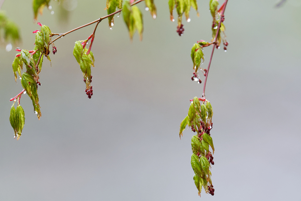 雨後の若葉