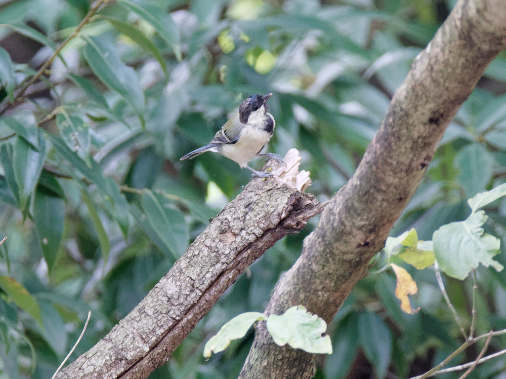 得意顔まで・・・④