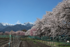 田園地帯の桜並木