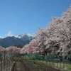 田園地帯の桜並木