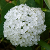 紫陽花　第二弾（ホワイト）