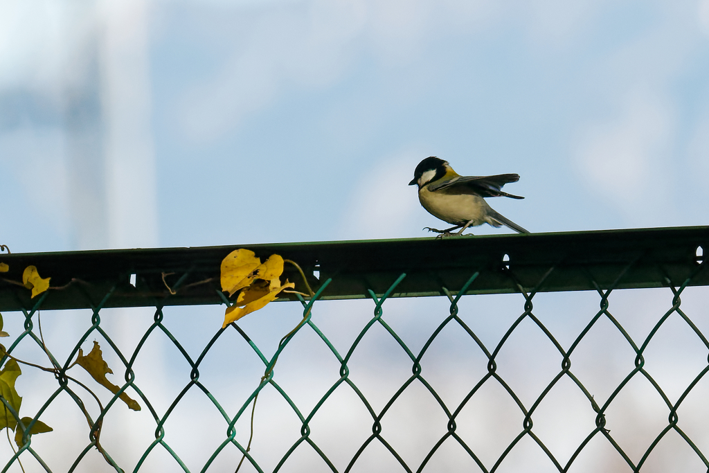 フェンスの上でお散歩　③