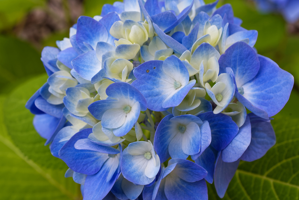 紫陽花　第二弾（グラデーション）