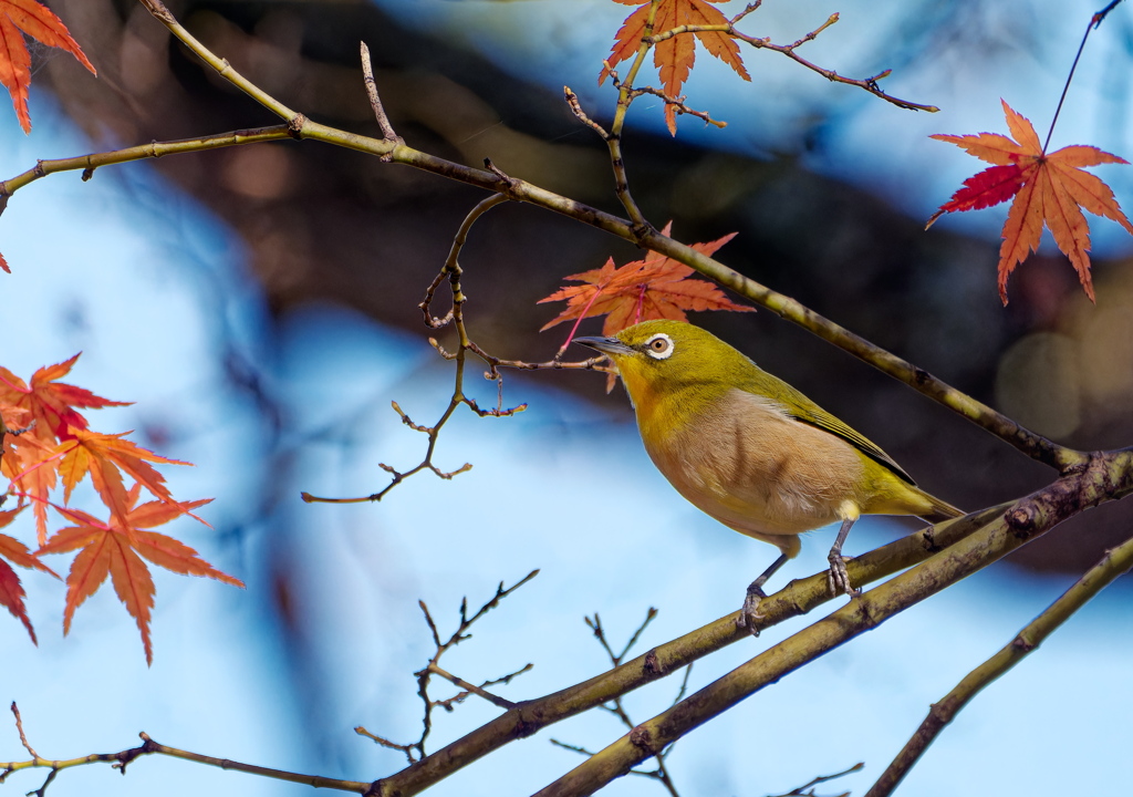 メジロさんの紅葉狩り　２