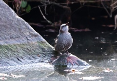 ヒヨドリさんの水飲み　③