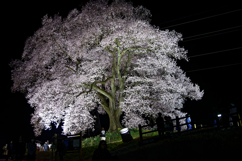 わに塚の桜　②