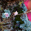 寒桜