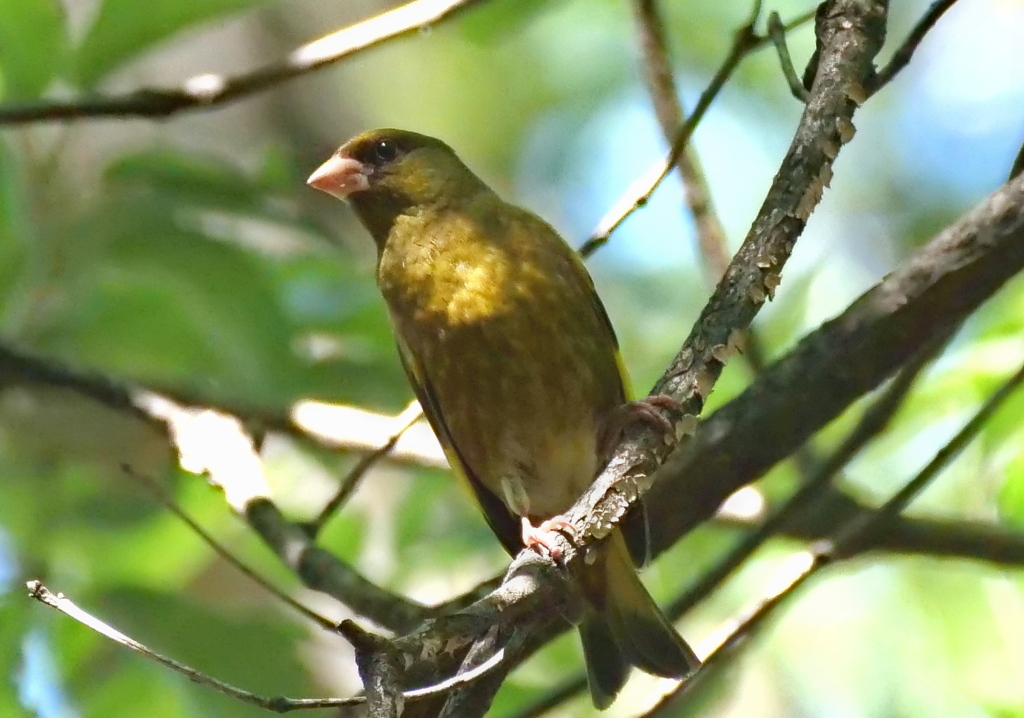 木陰にて・・・