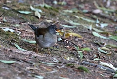 冬鳥飛来