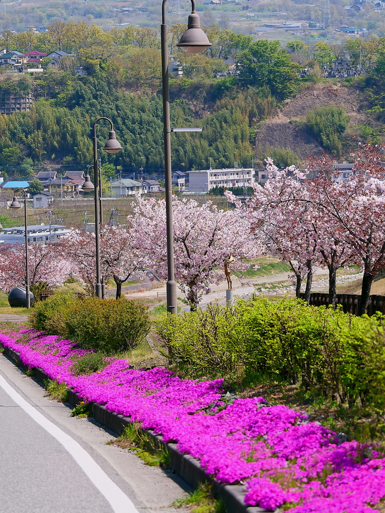 二つの桜