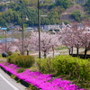 二つの桜