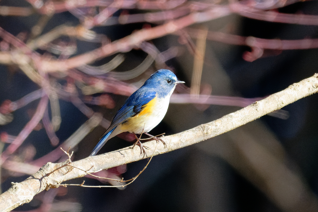 幸せの青い鳥　①