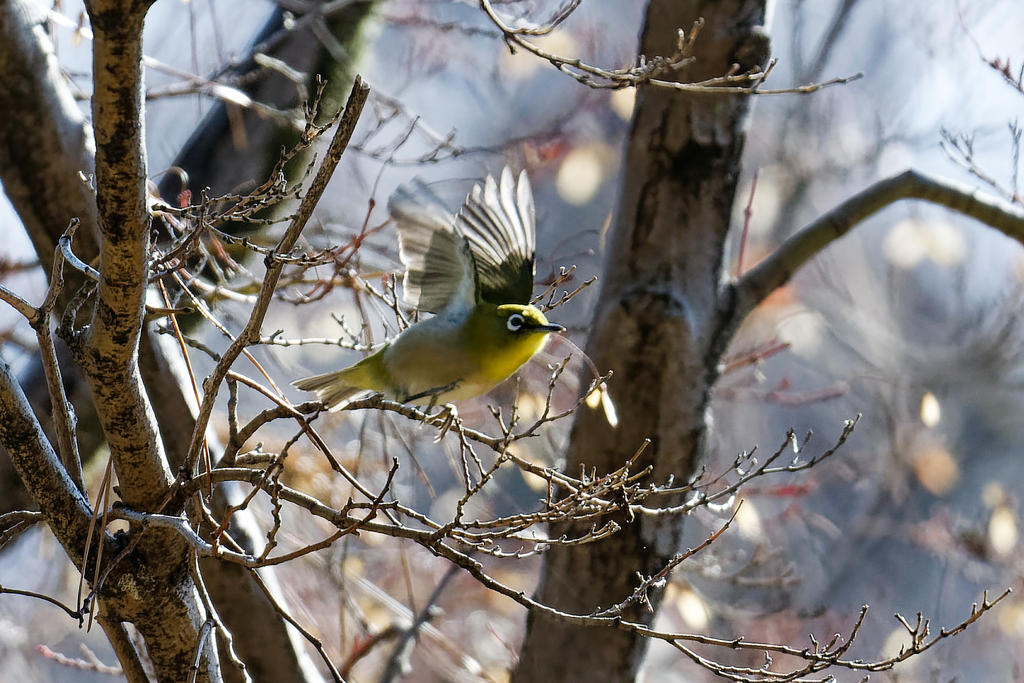 飛びます、飛びます！　①